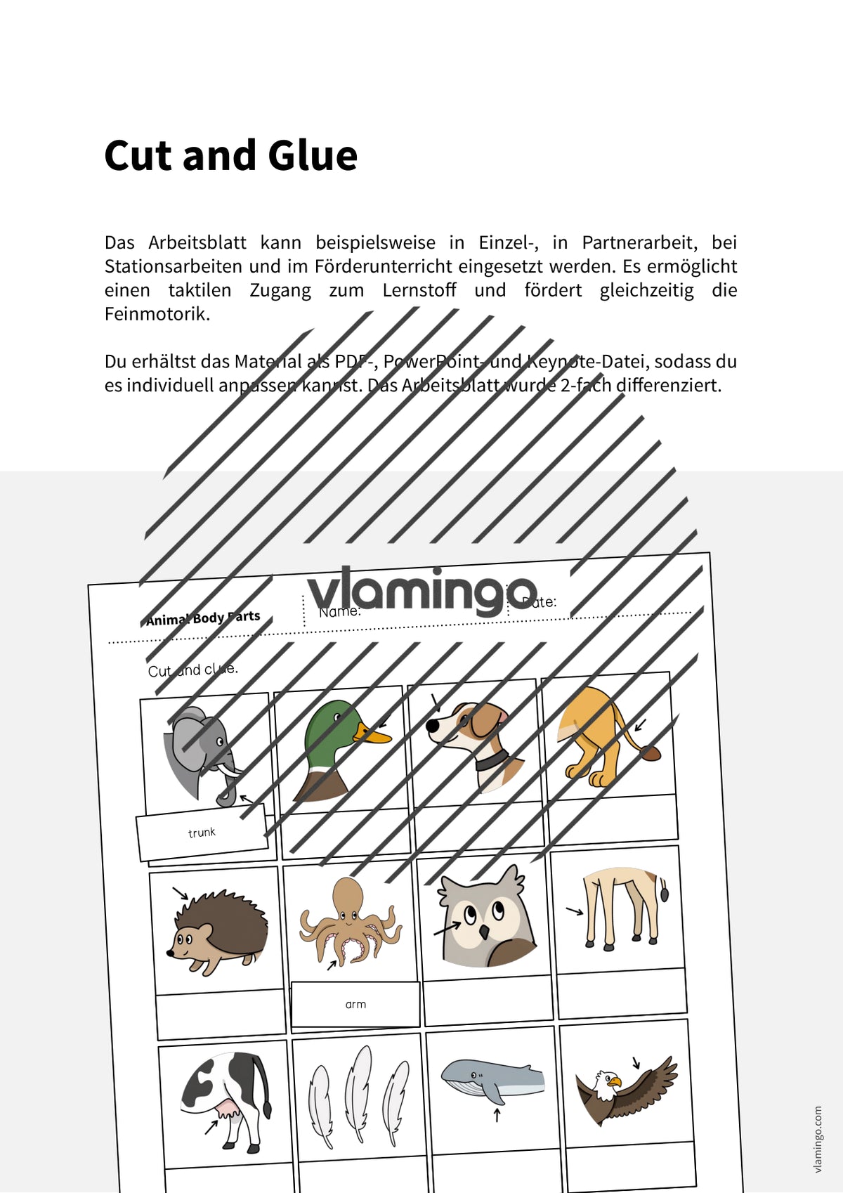de englisch animal body parts cut and glue 002