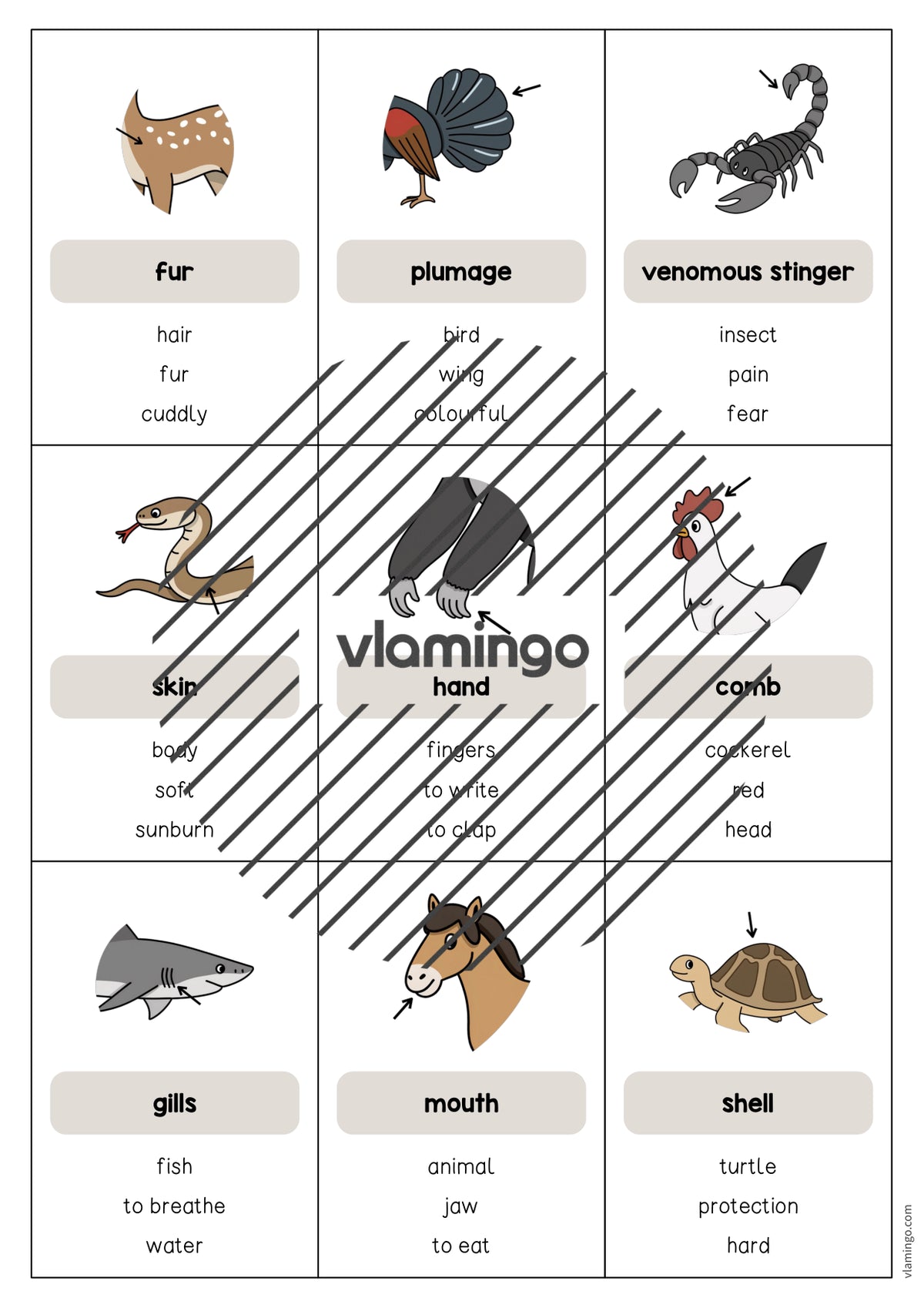 de englisch animal body parts dont say it 006