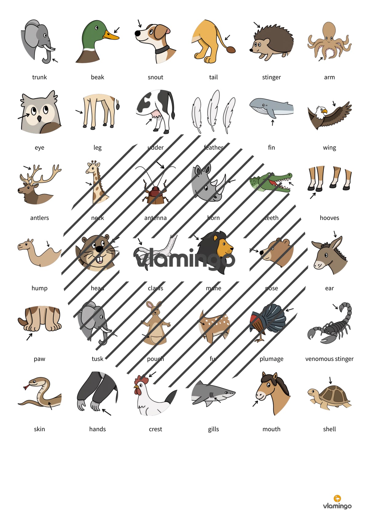 de englisch animal body parts floppi 007