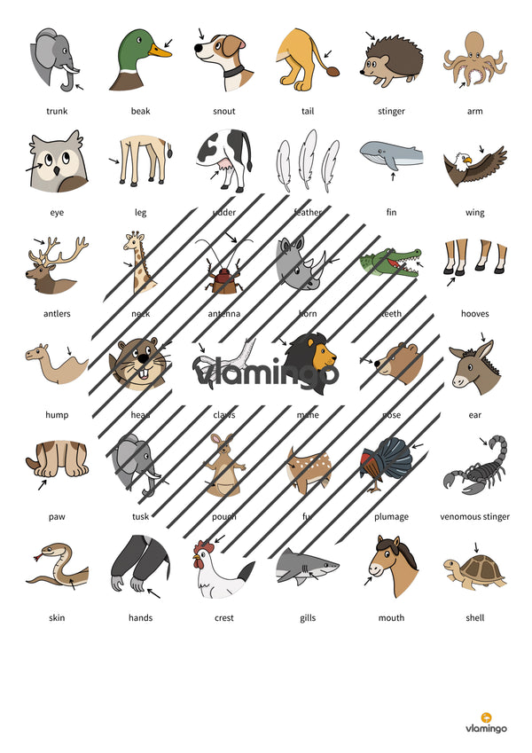 de englisch animal body parts floppi 007
