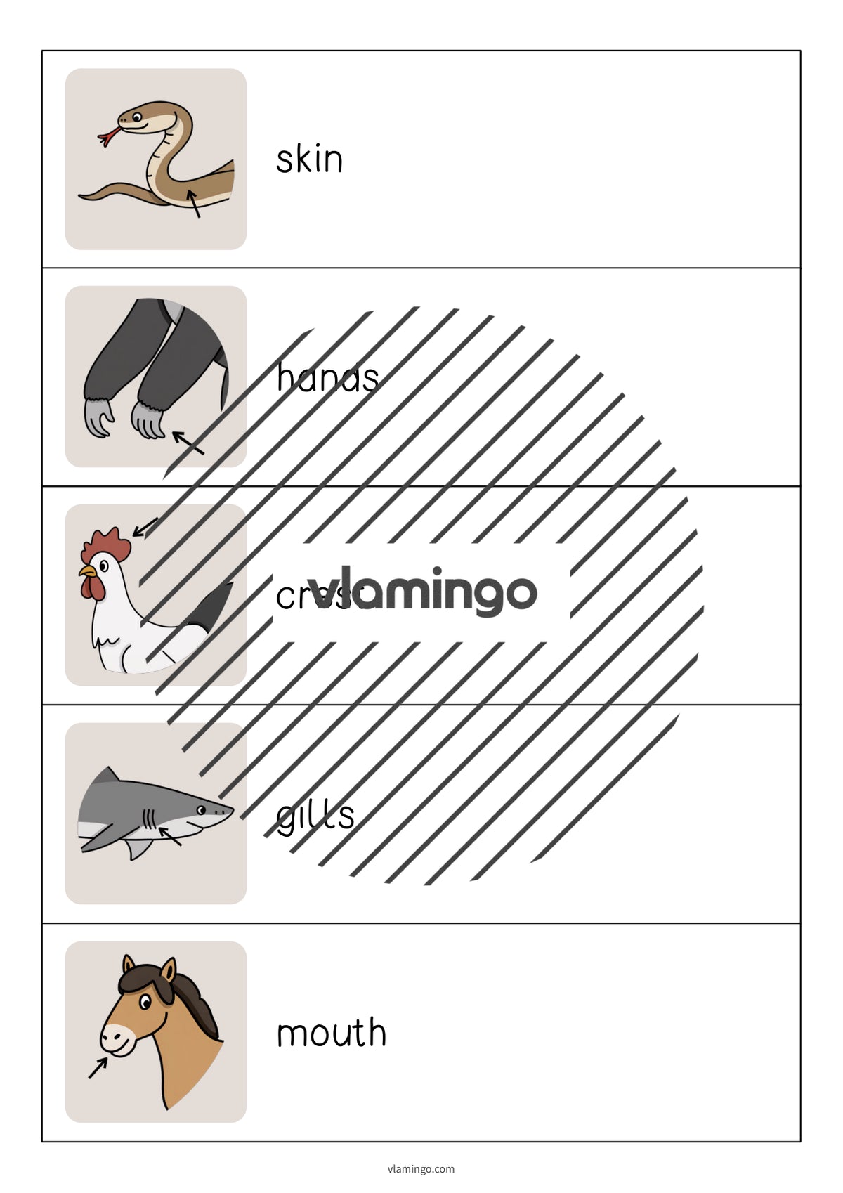 de englisch animal body parts running dictation 009