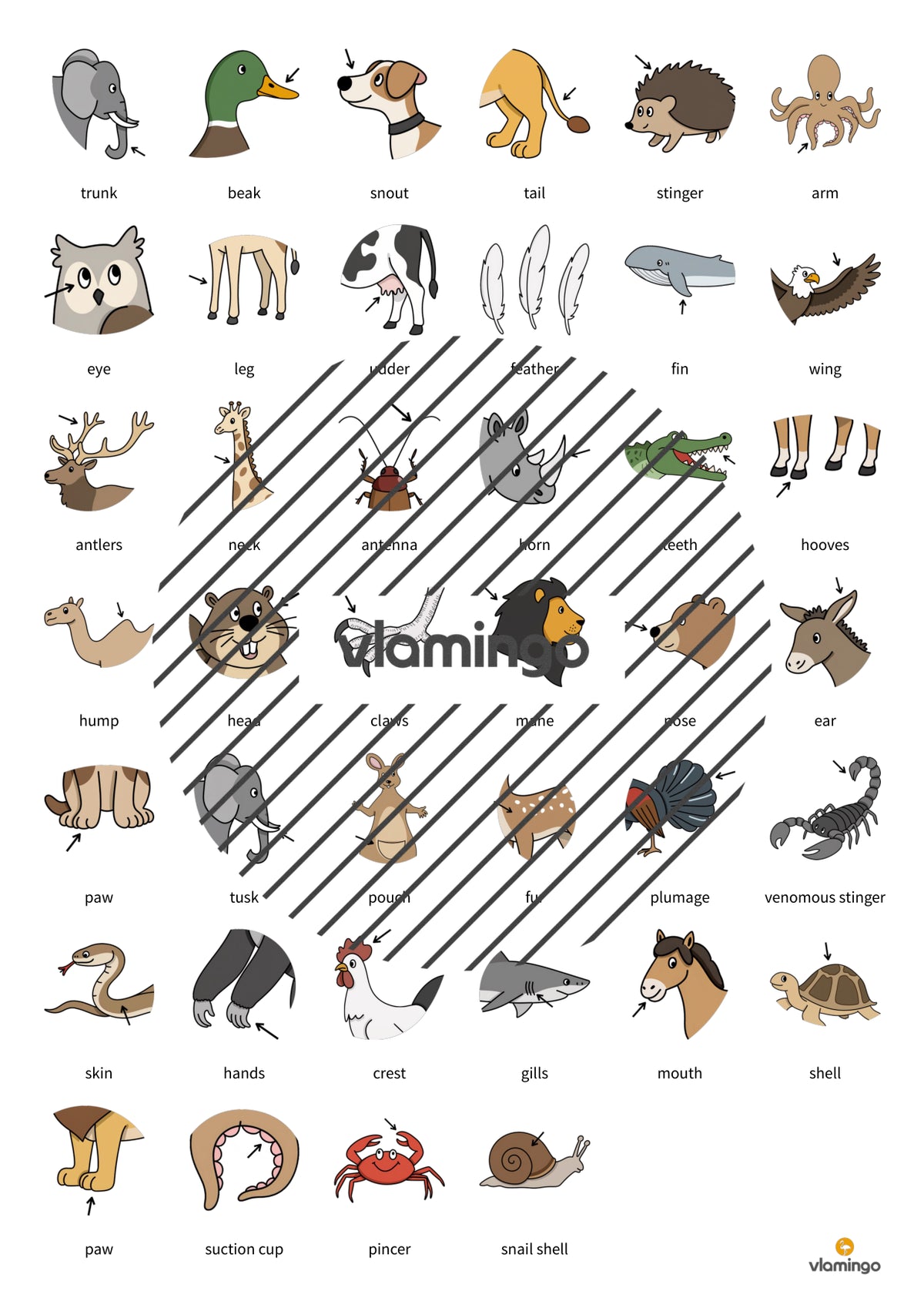 de englisch animal body parts vocabulary fitness 003