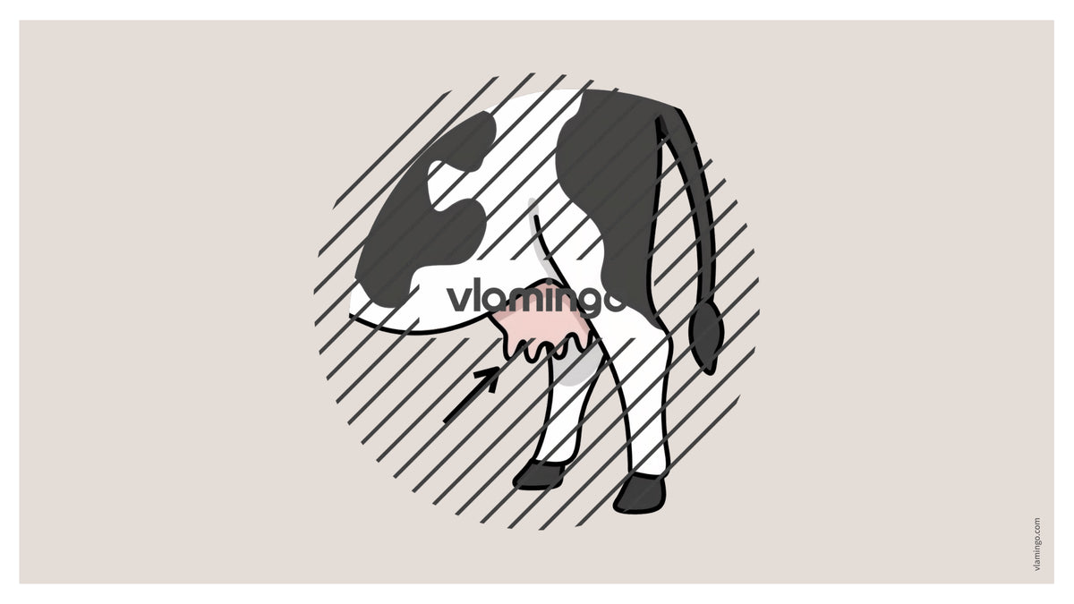 de englisch animal body parts vocabulary fitness powerpoint 014
