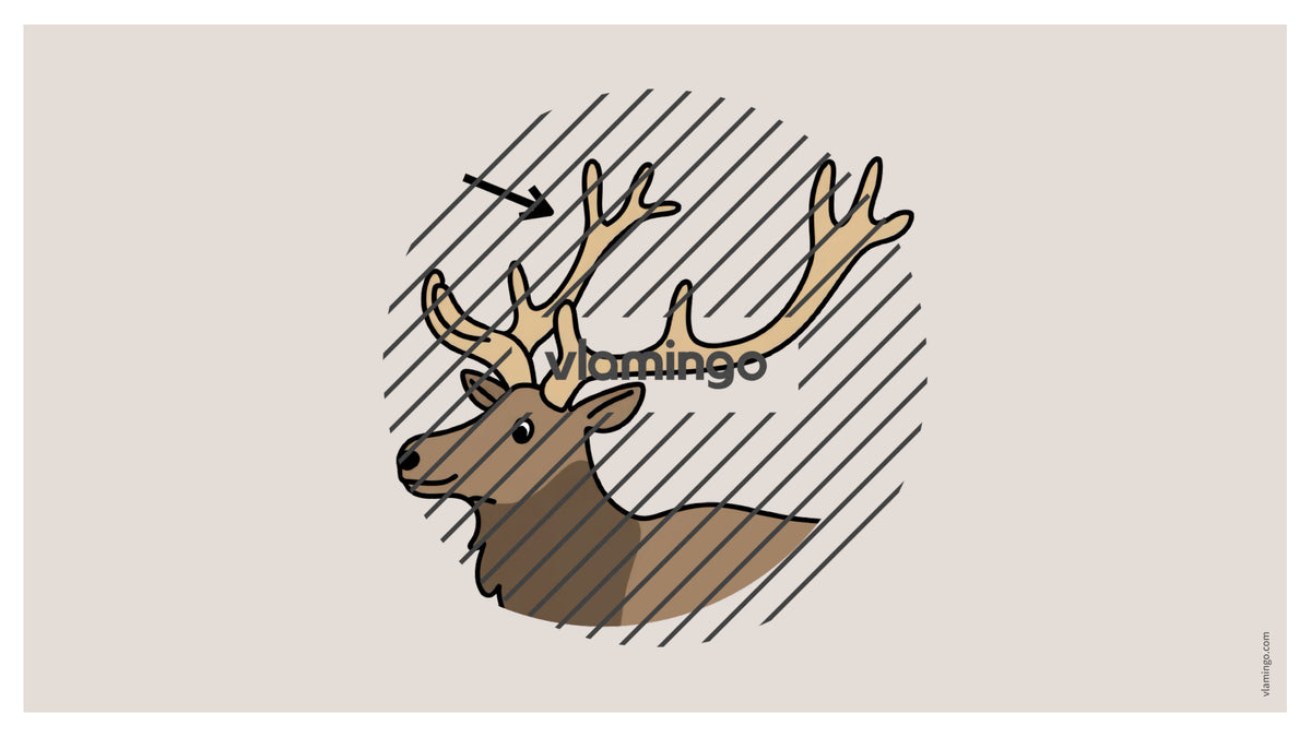 de englisch animal body parts vocabulary fitness powerpoint 020