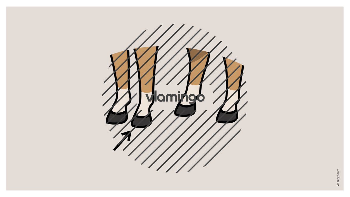 de englisch animal body parts vocabulary fitness powerpoint 026