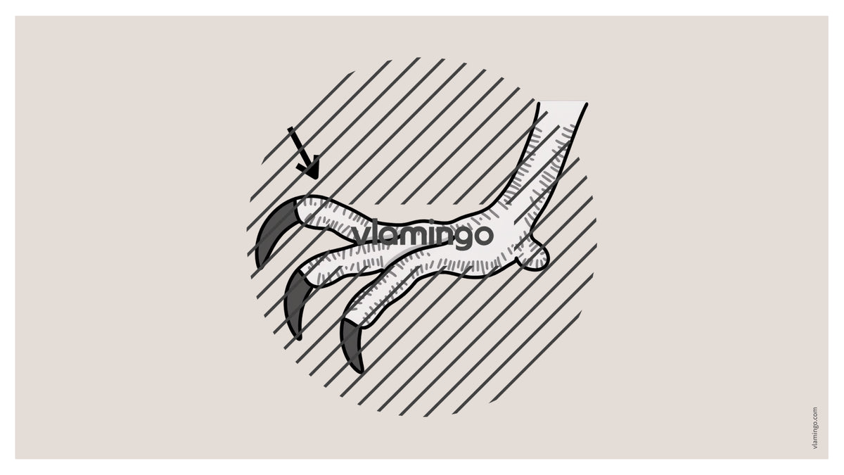 de englisch animal body parts vocabulary fitness powerpoint 030
