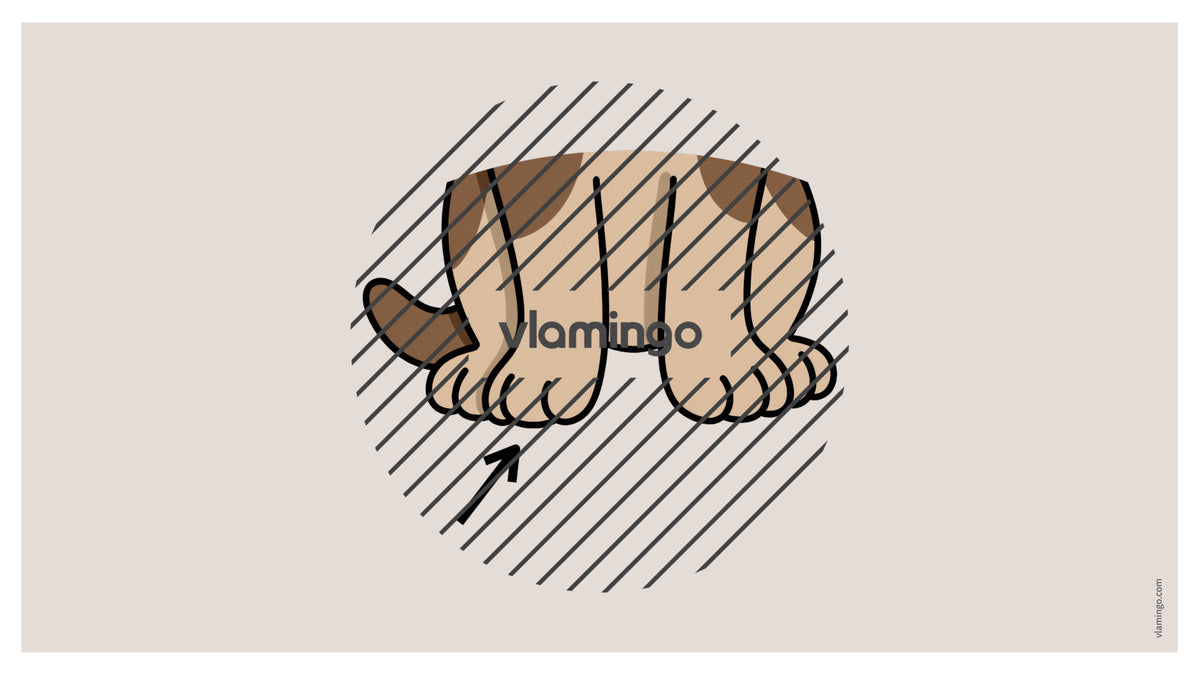 de englisch animal body parts vocabulary fitness powerpoint 036