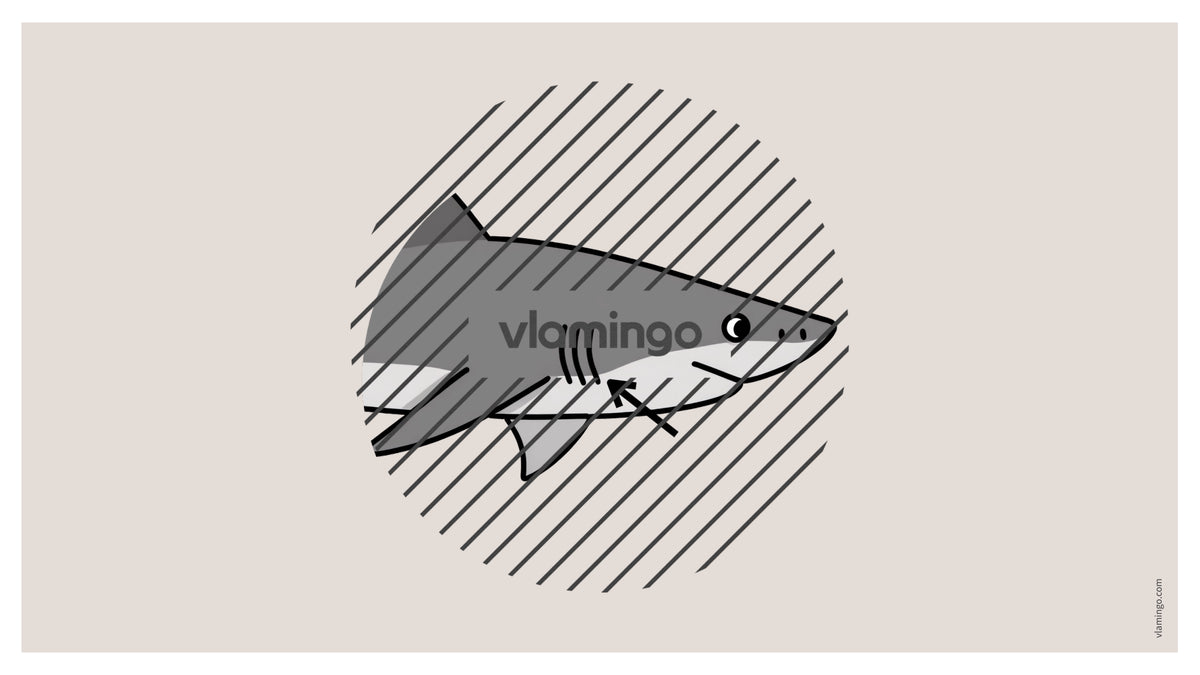 de englisch animal body parts vocabulary fitness powerpoint 048