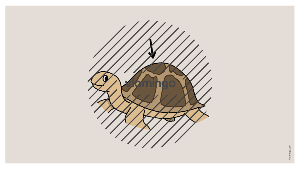 de englisch animal body parts vocabulary fitness powerpoint 050