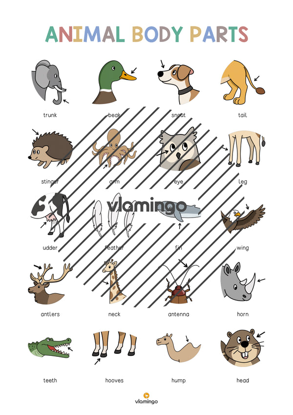 de englisch animal body parts vocabulary poster 003