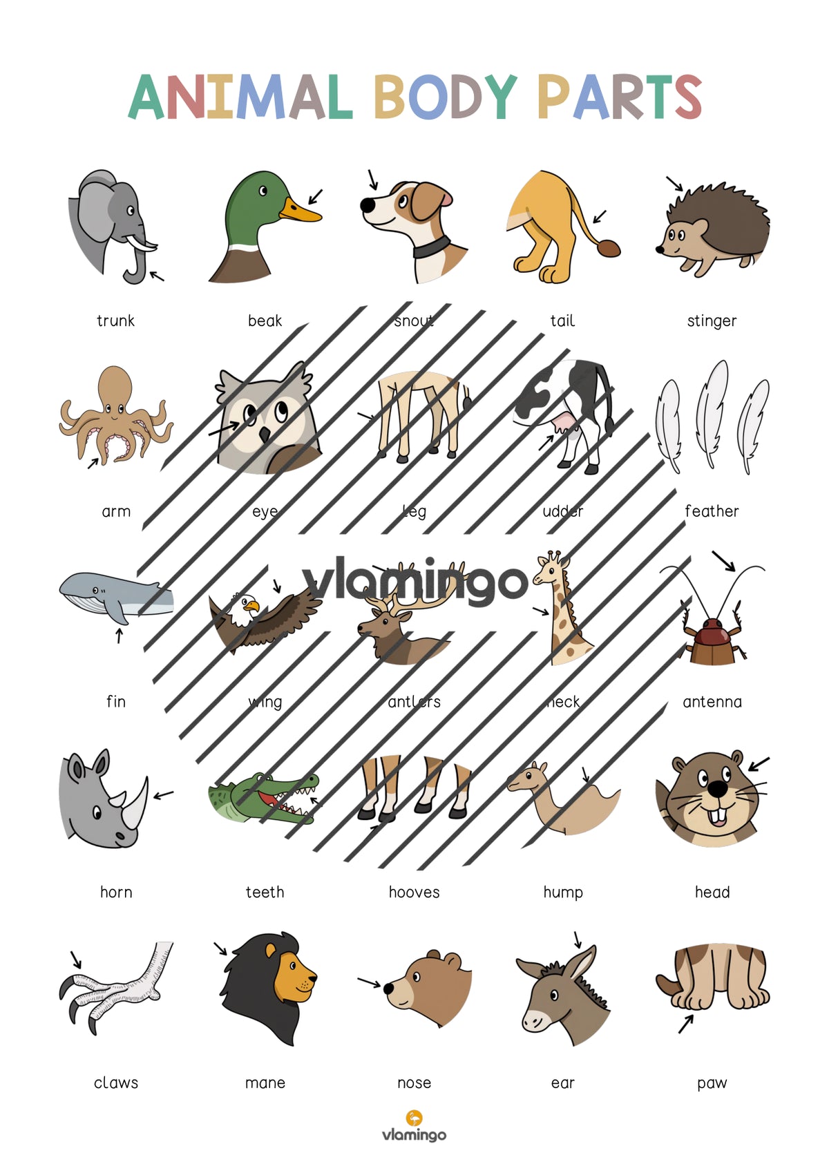 de englisch animal body parts vocabulary poster 004