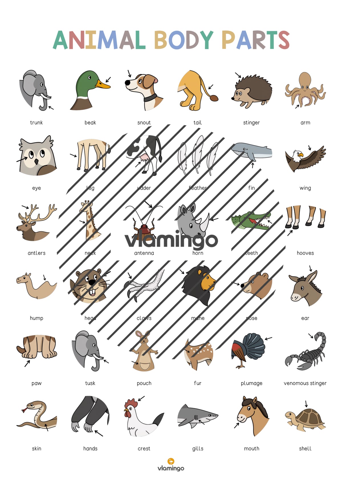 de englisch animal body parts vocabulary poster 005