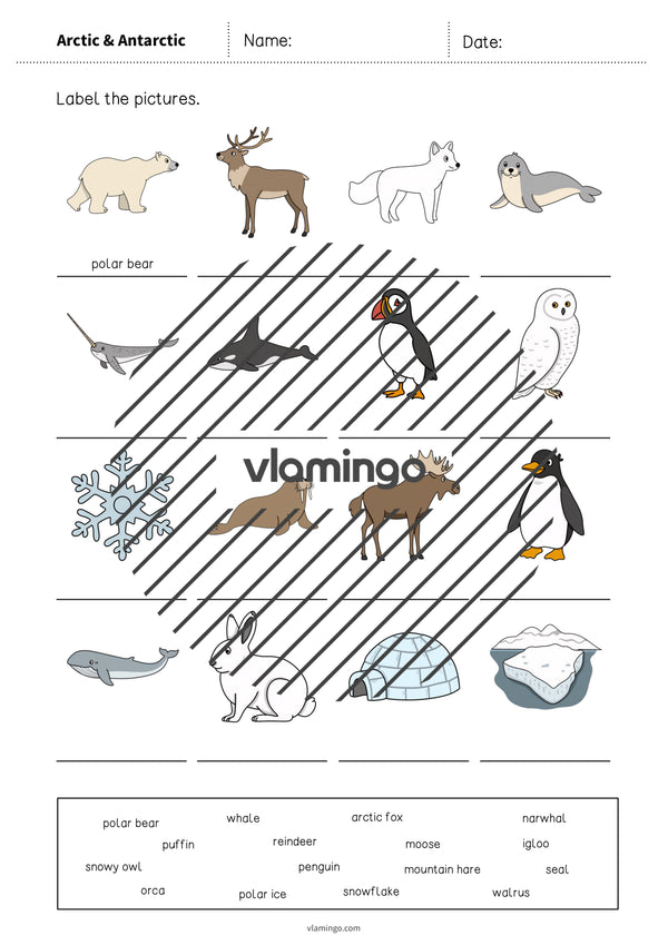 de englisch arctic antarctic vocabulary worksheet 1 004