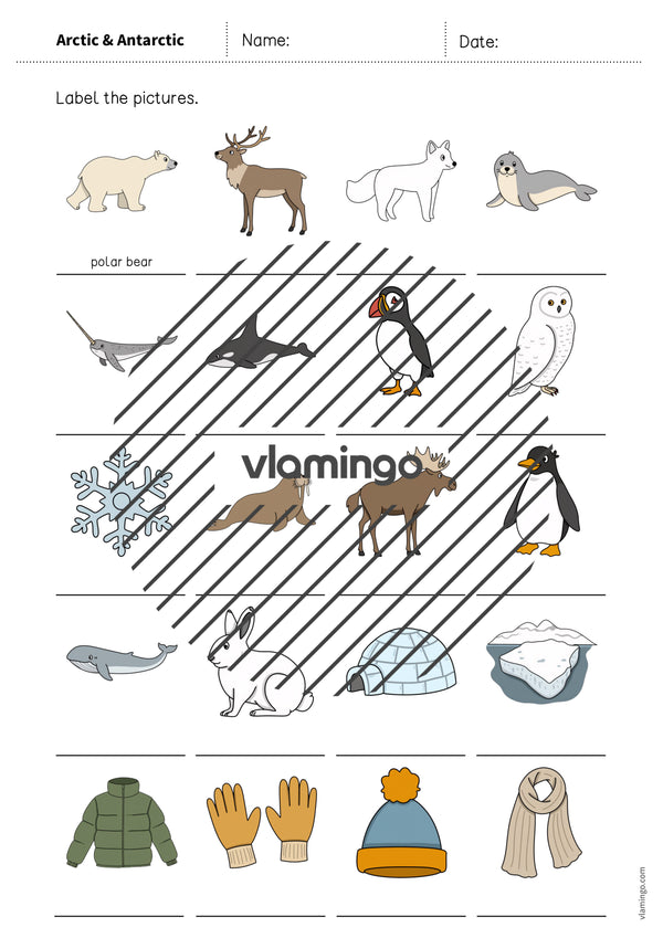 de englisch arctic antarctic vocabulary worksheet 1 007
