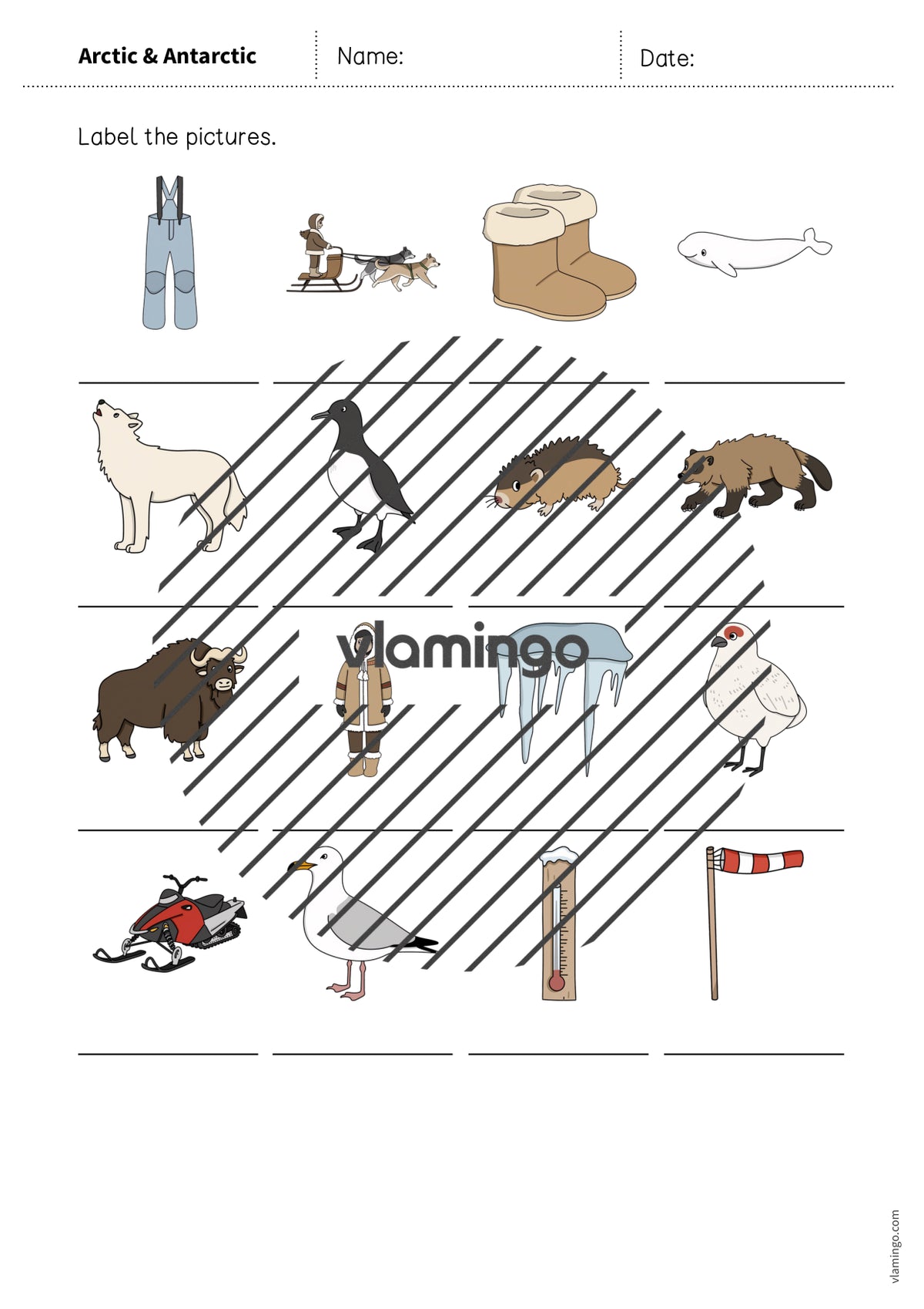 de englisch arctic antarctic vocabulary worksheet 1 008