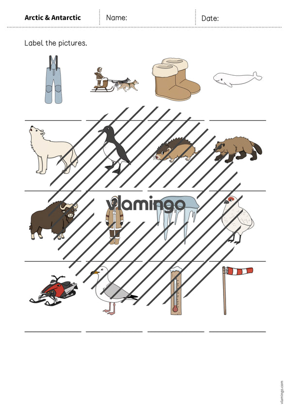 de englisch arctic antarctic vocabulary worksheet 1 008