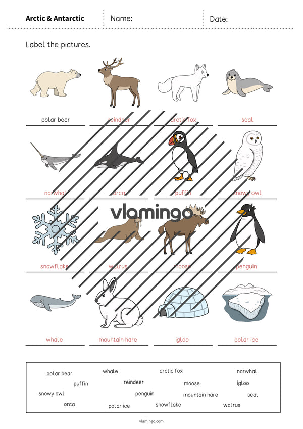 de englisch arctic antarctic vocabulary worksheet 1 010