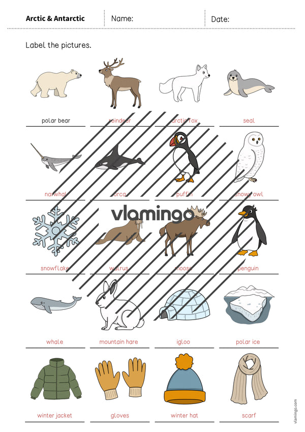 de englisch arctic antarctic vocabulary worksheet 1 012