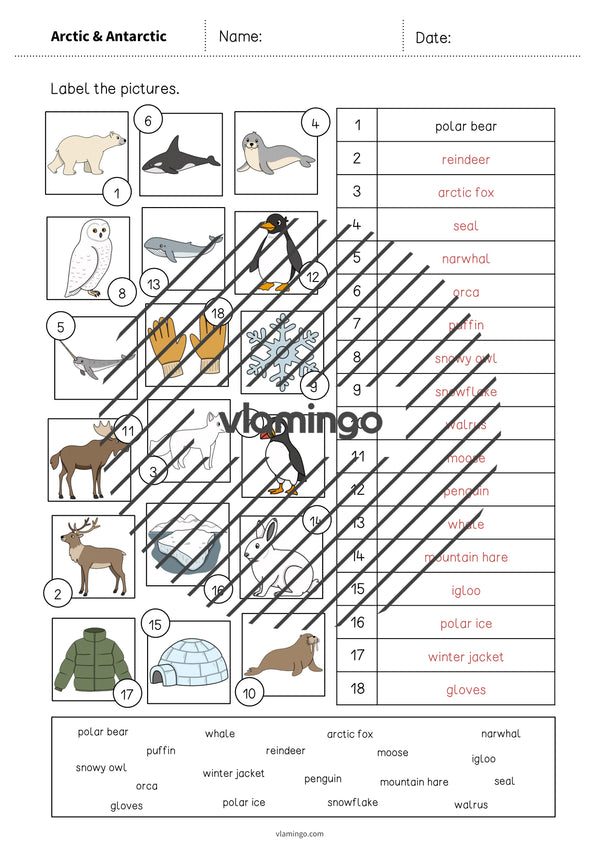 de englisch arctic antarctic vocabulary worksheet 2 008