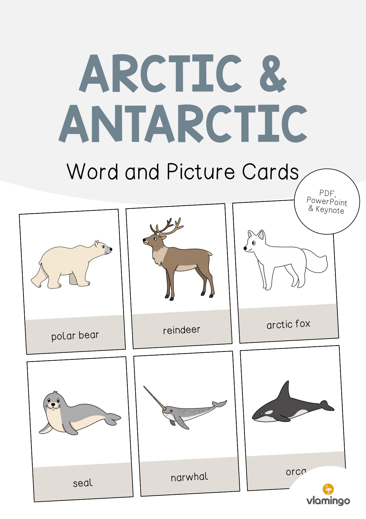 de englisch arctic antarctic word and picture cards 001