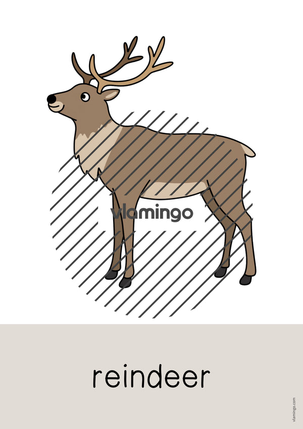de englisch arctic antarctic word and picture cards 004