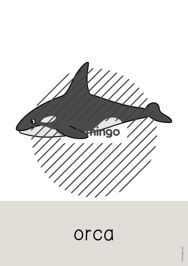 de englisch arctic antarctic word and picture cards 008