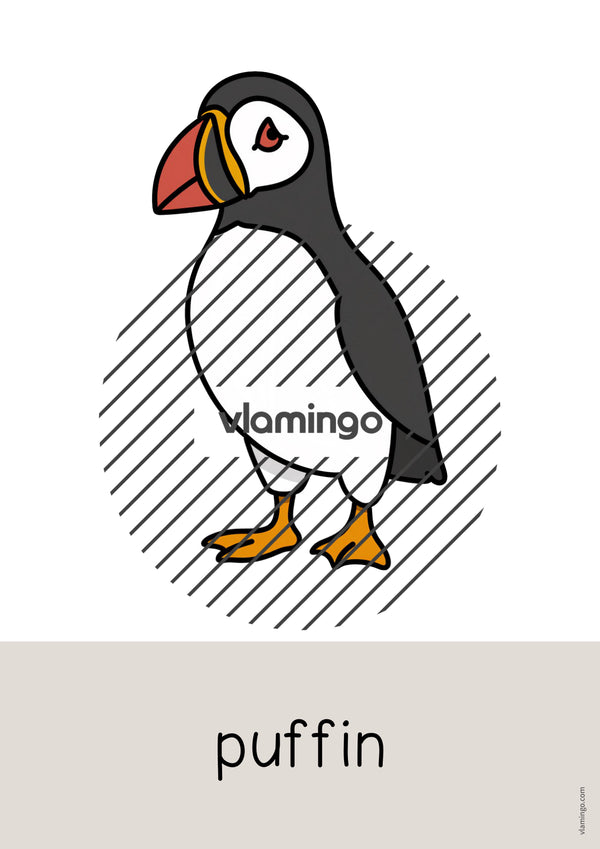 de englisch arctic antarctic word and picture cards 009