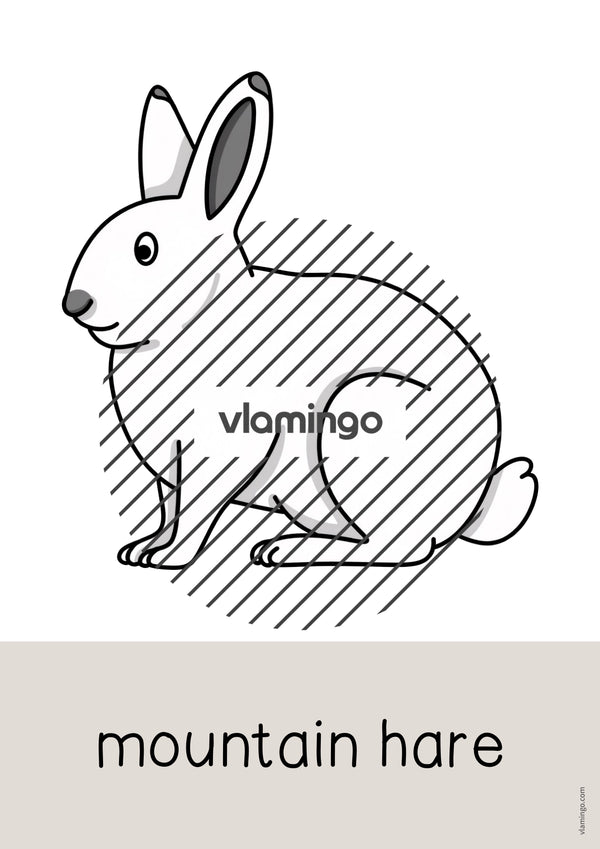 de englisch arctic antarctic word and picture cards 016