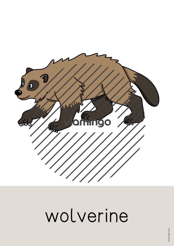 de englisch arctic antarctic word and picture cards 030