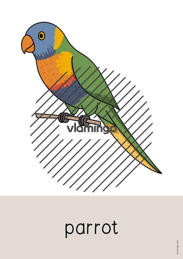 de englisch australia word and picture cards 009