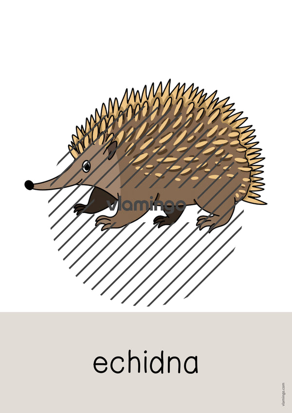 de englisch australia word and picture cards 036