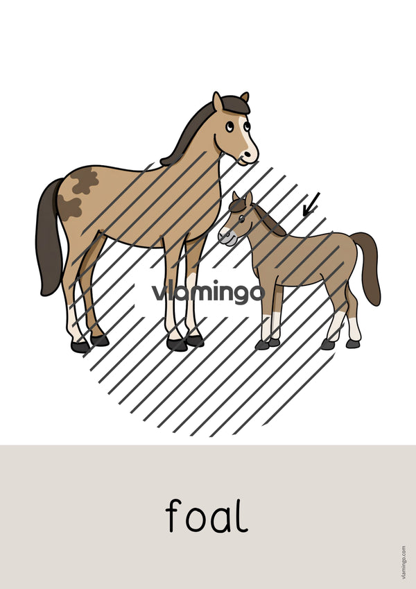 de englisch farm word and picture cards 052