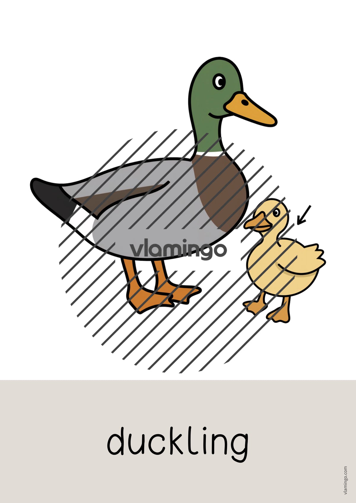 de englisch farm word and picture cards 057