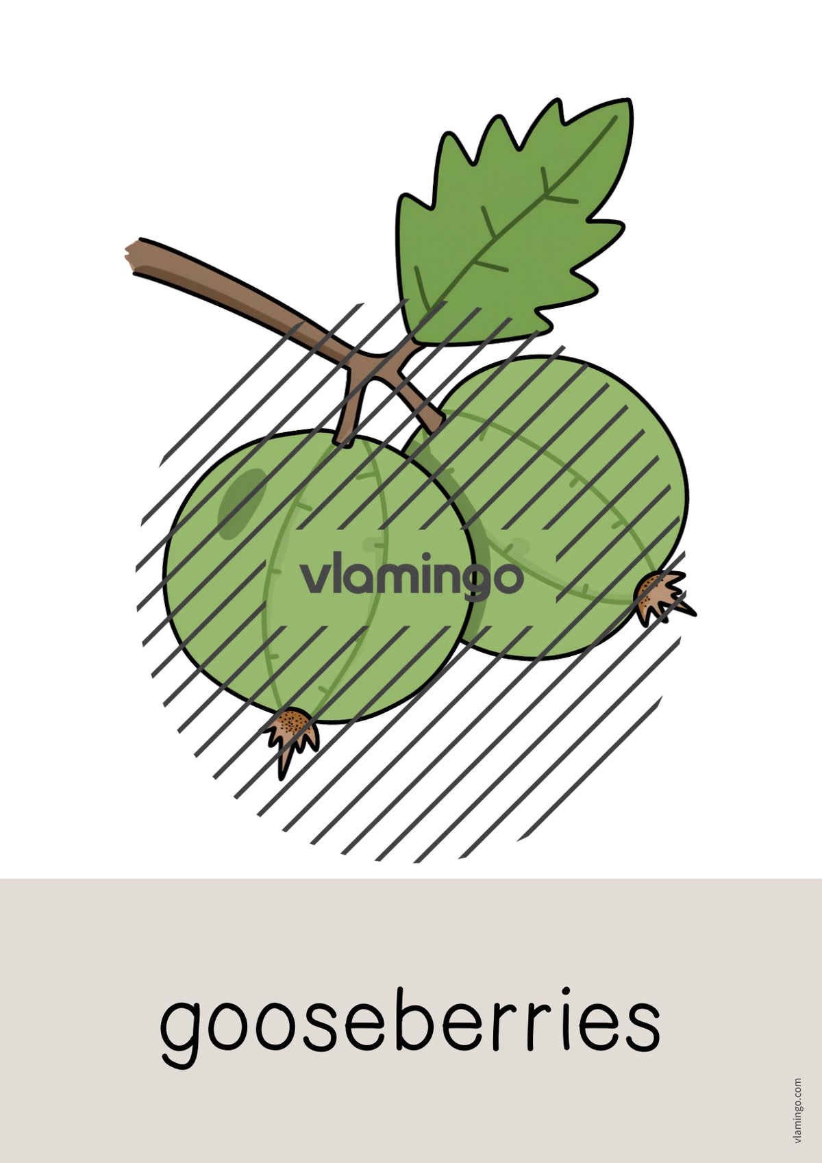 de englisch fruits word and picture cards 035
