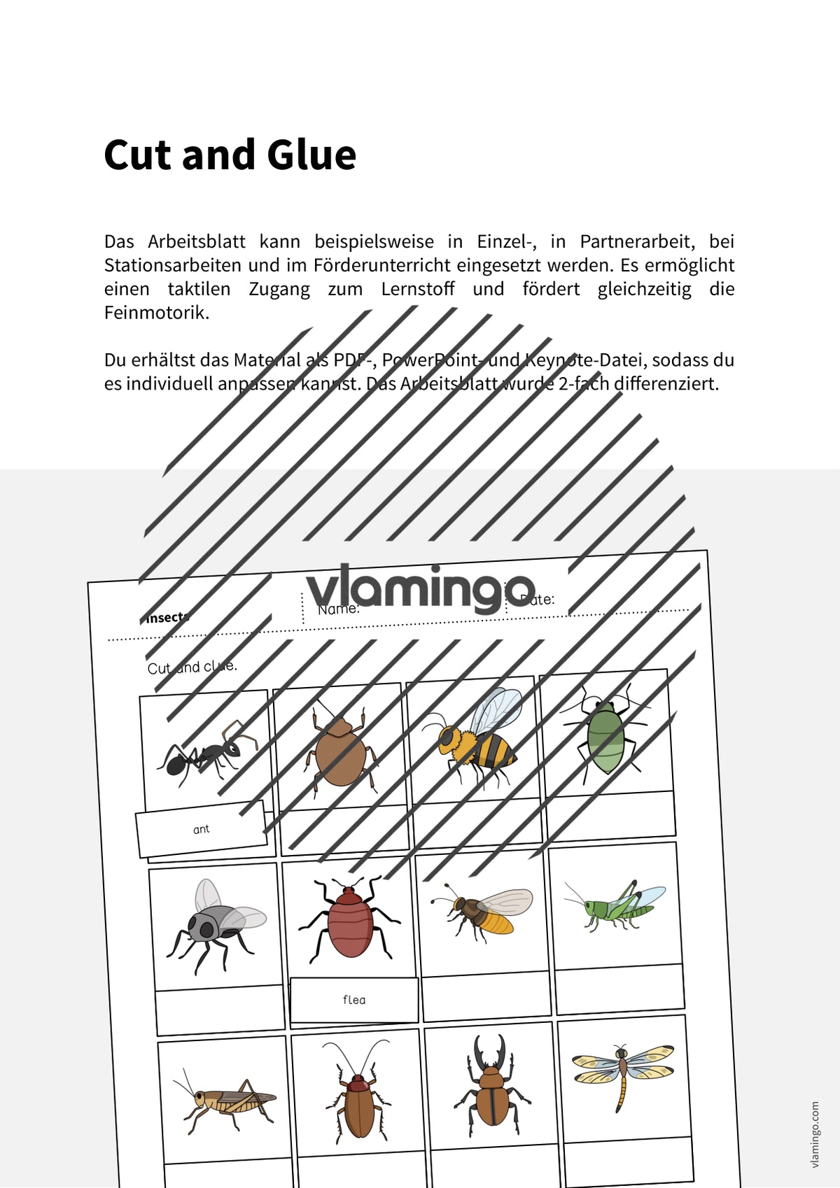 de englisch insects cut and glue 002