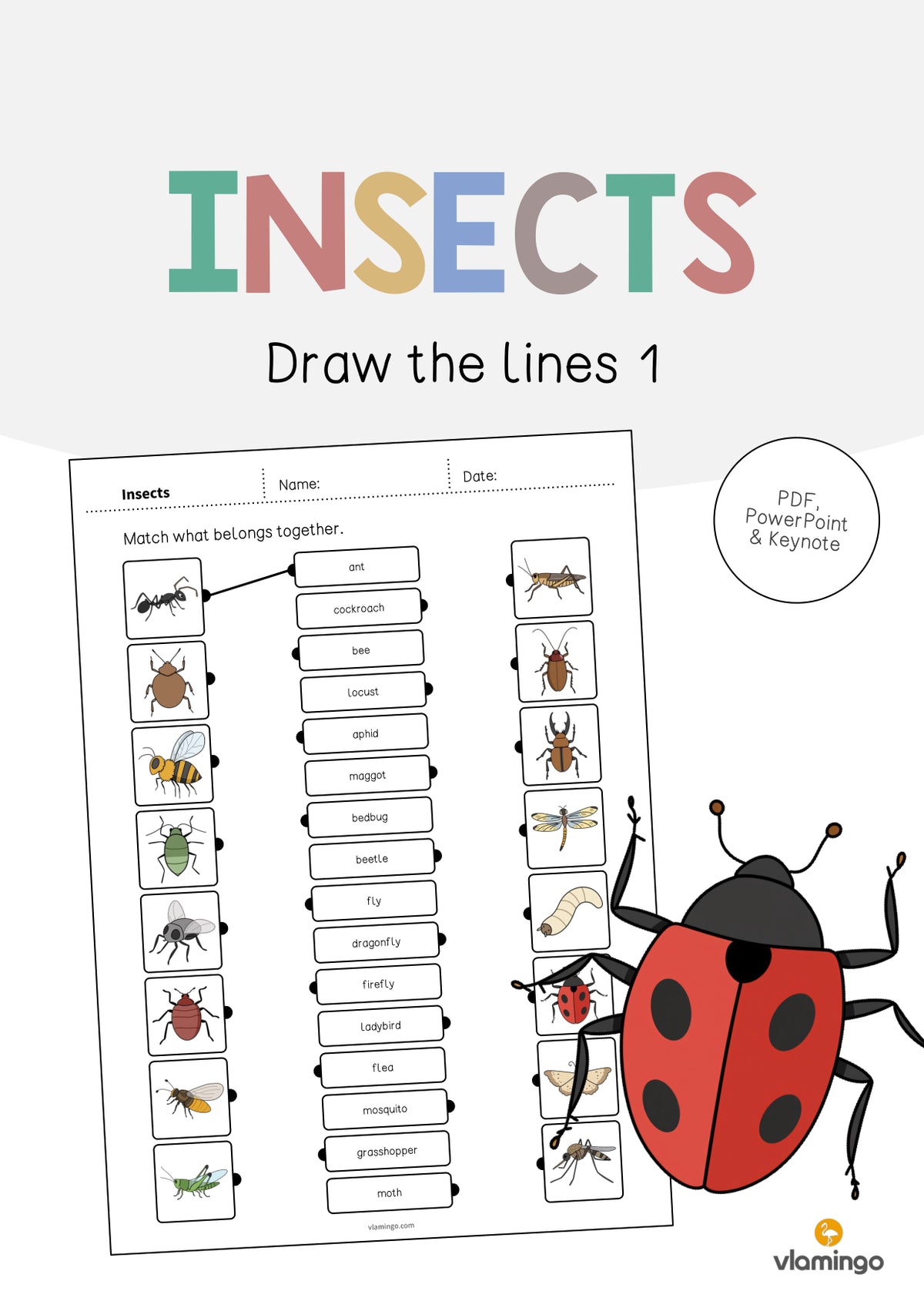 de englisch insects draw the lines 1 001
