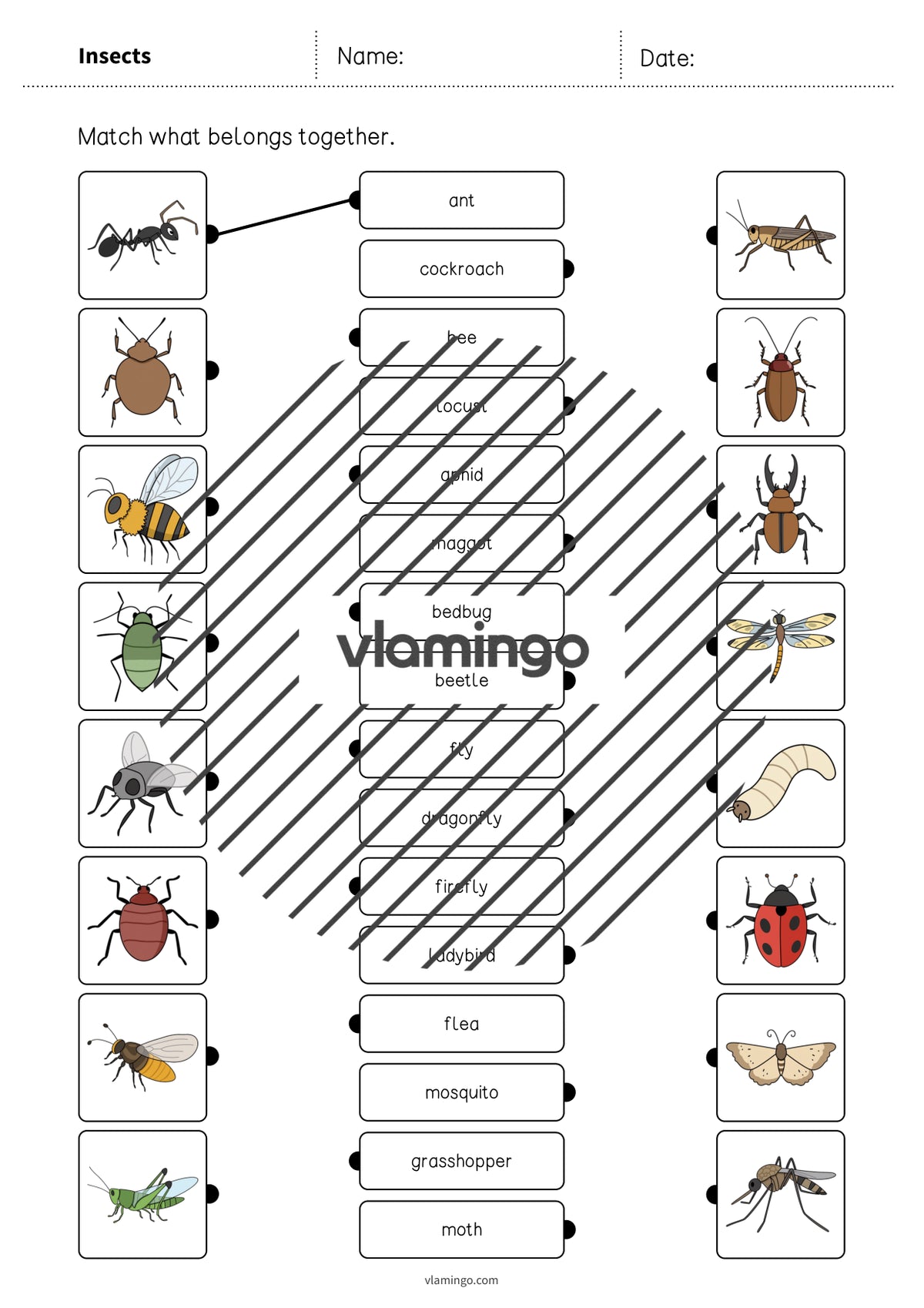 de englisch insects draw the lines 1 003