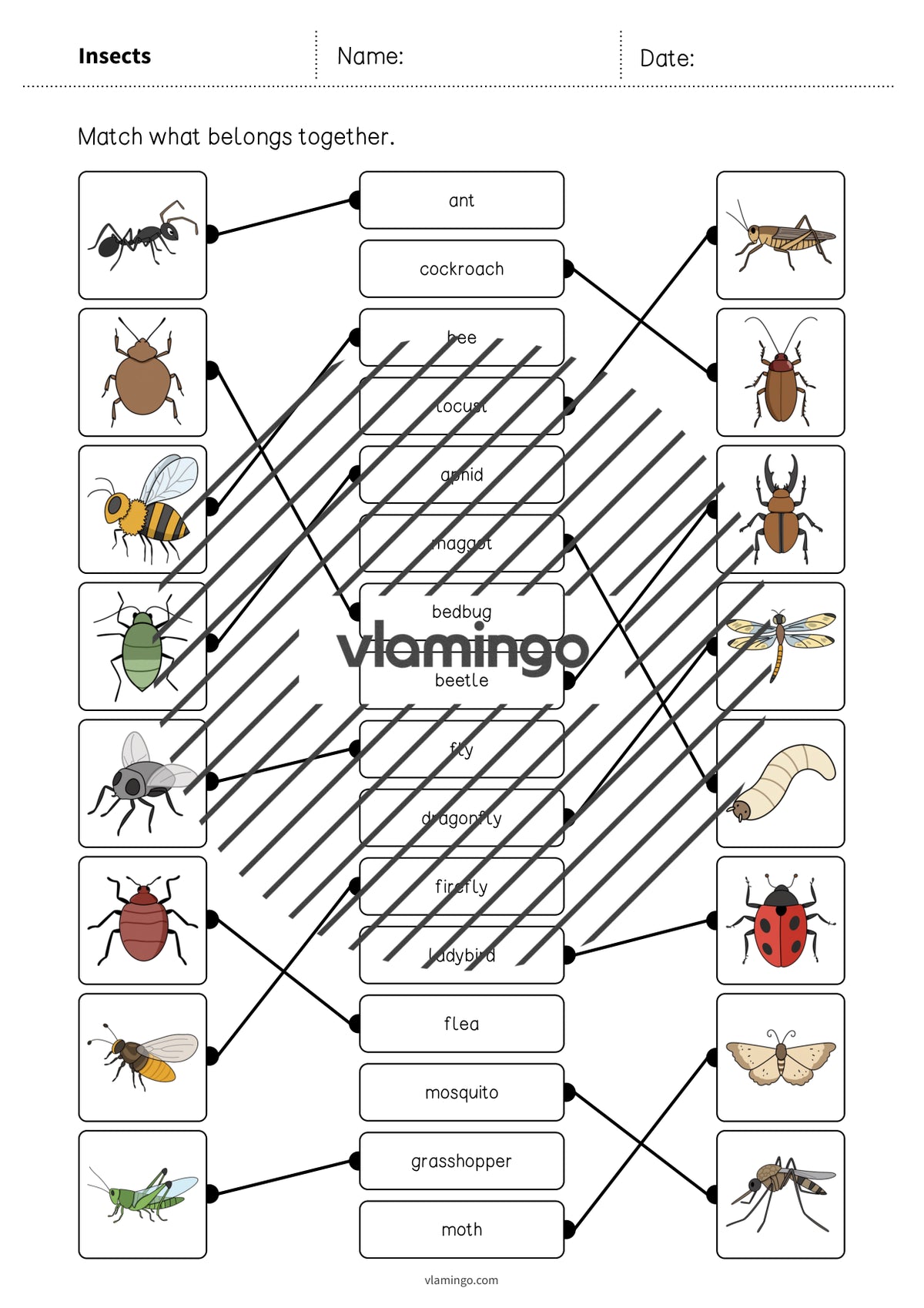 de englisch insects draw the lines 1 005
