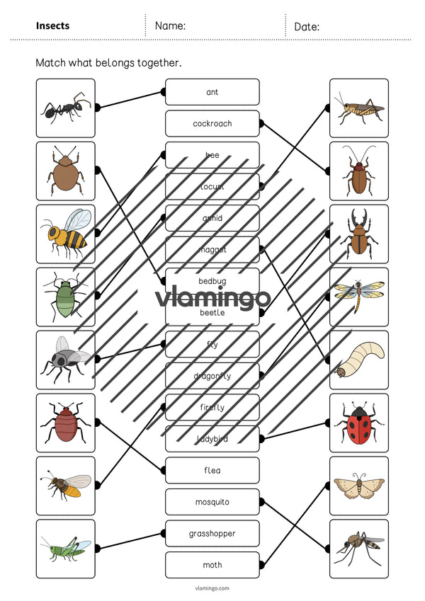 de englisch insects draw the lines 1 005