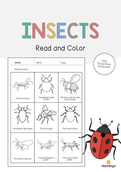 Insects / Insekten: Read and Color 2 (Englisch)