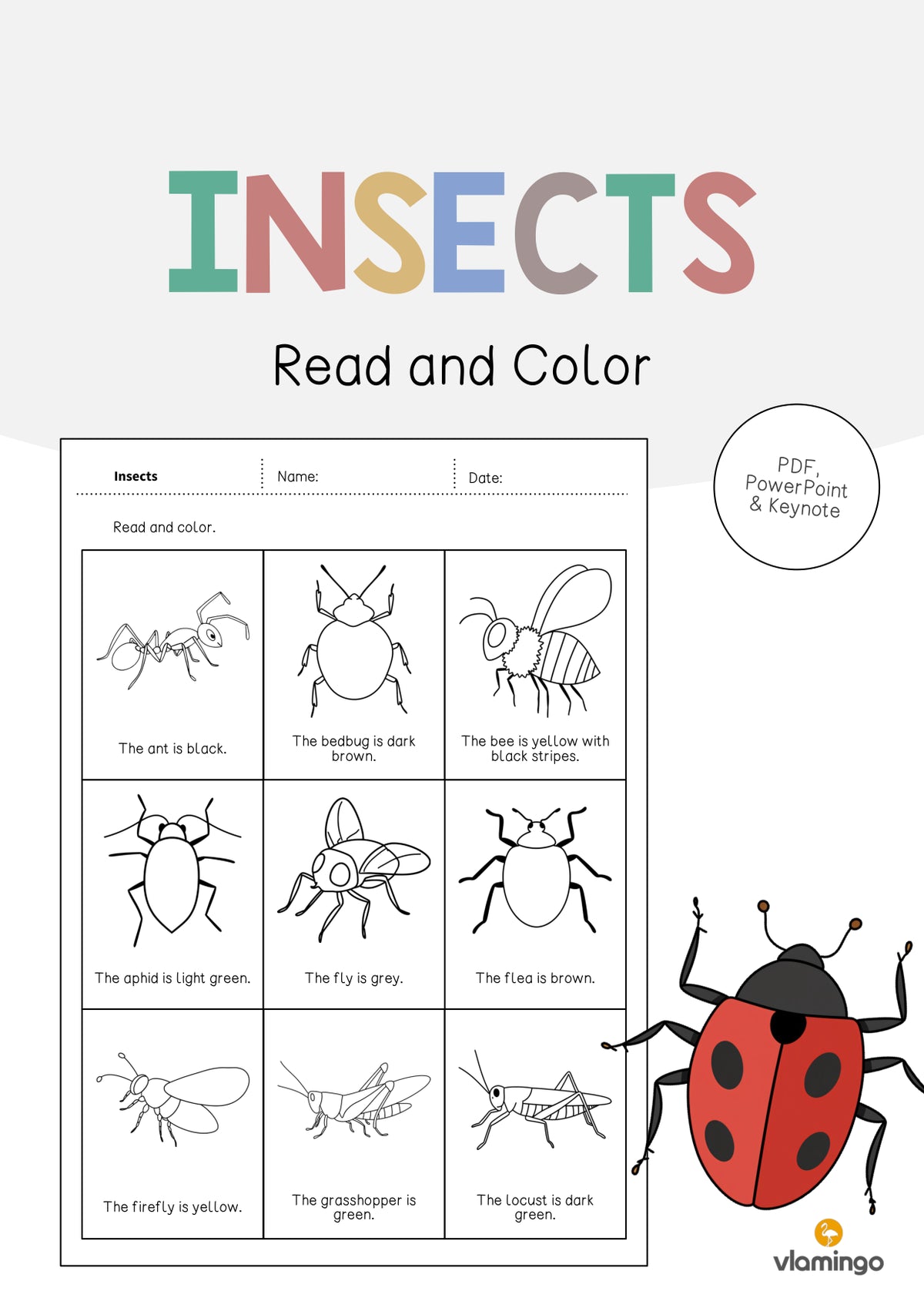 de englisch insects read and color 2 001