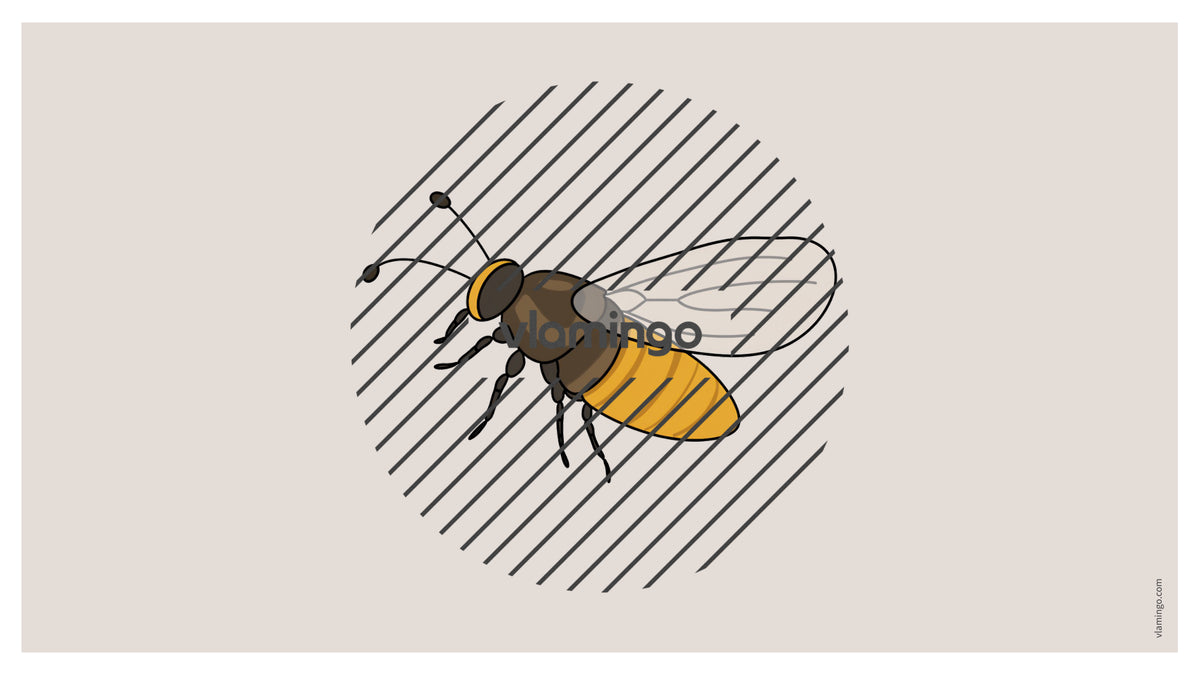 de englisch insects vocabulary fitness powerpoint 012
