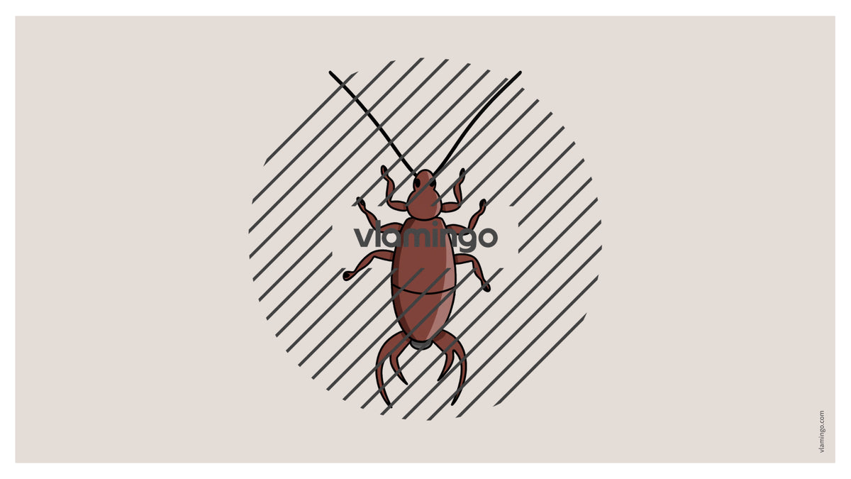 de englisch insects vocabulary fitness powerpoint 025