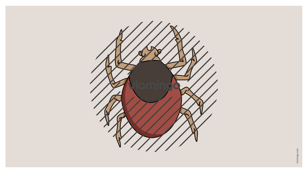 de englisch insects vocabulary fitness powerpoint 034