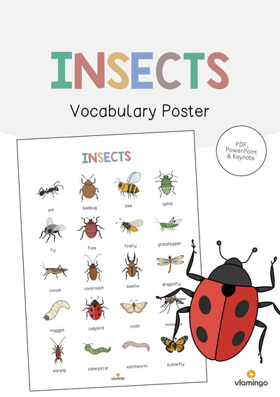 Insects / Insekten: Vocabulary Poster (Englisch)