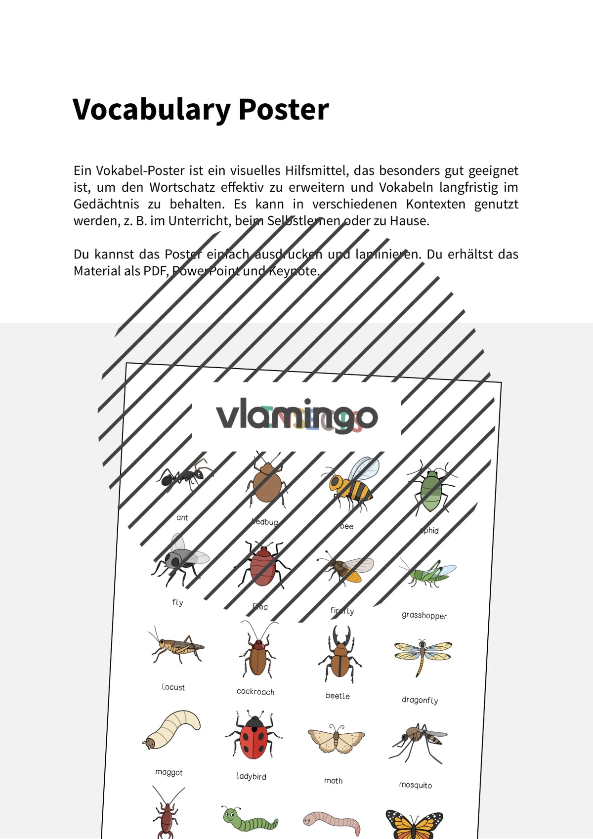 de englisch insects vocabulary poster 002