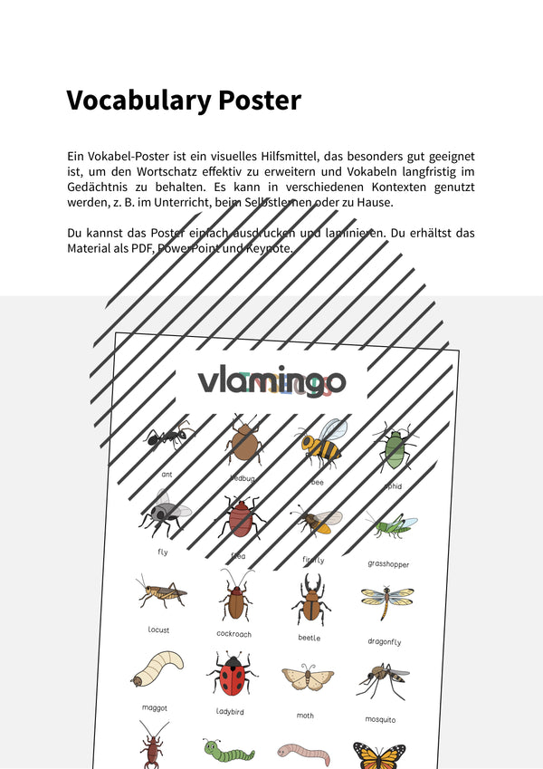 de englisch insects vocabulary poster 002