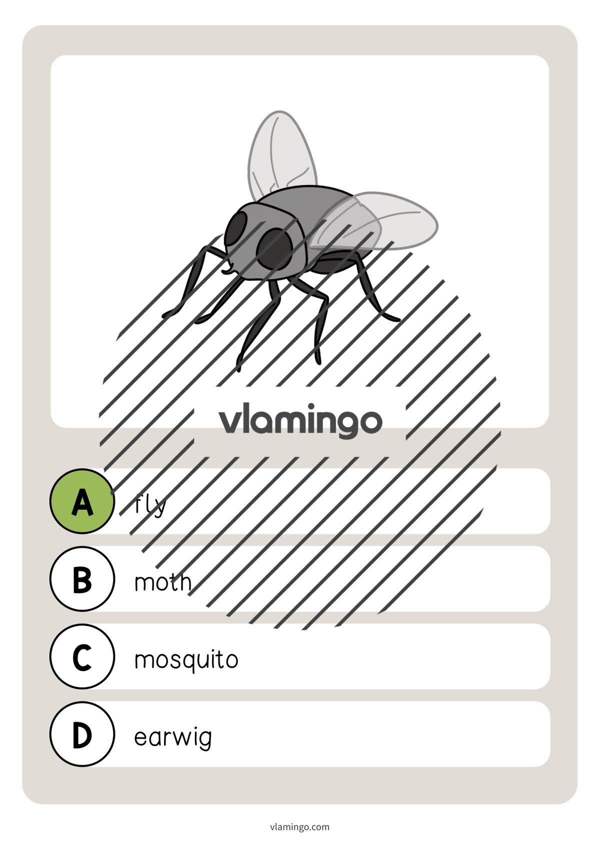 de englisch insects vocabulary quiz 014
