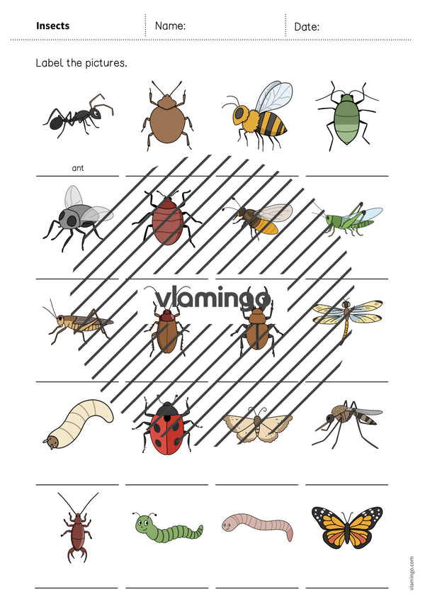 de englisch insects vocabulary worksheet 1 006