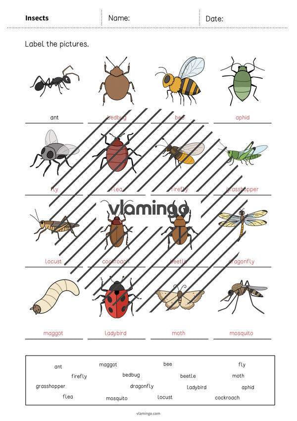 de englisch insects vocabulary worksheet 1 008
